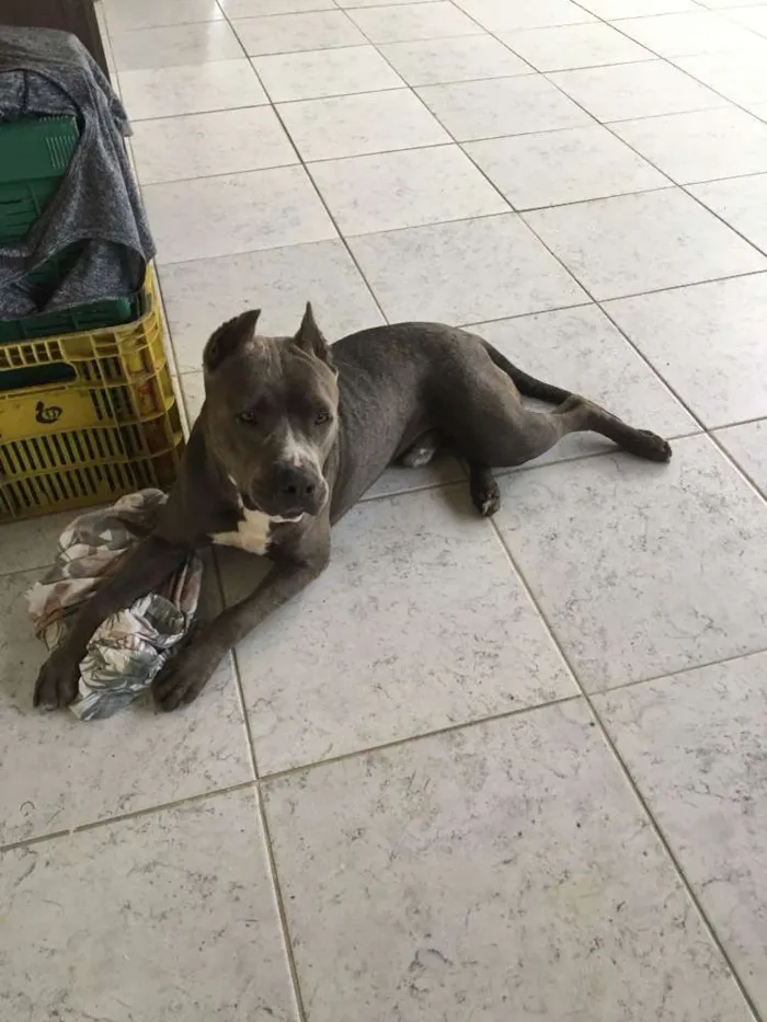 Cachorro raça American Staffordshire Terrier idade 7 a 11 meses nome Brutus