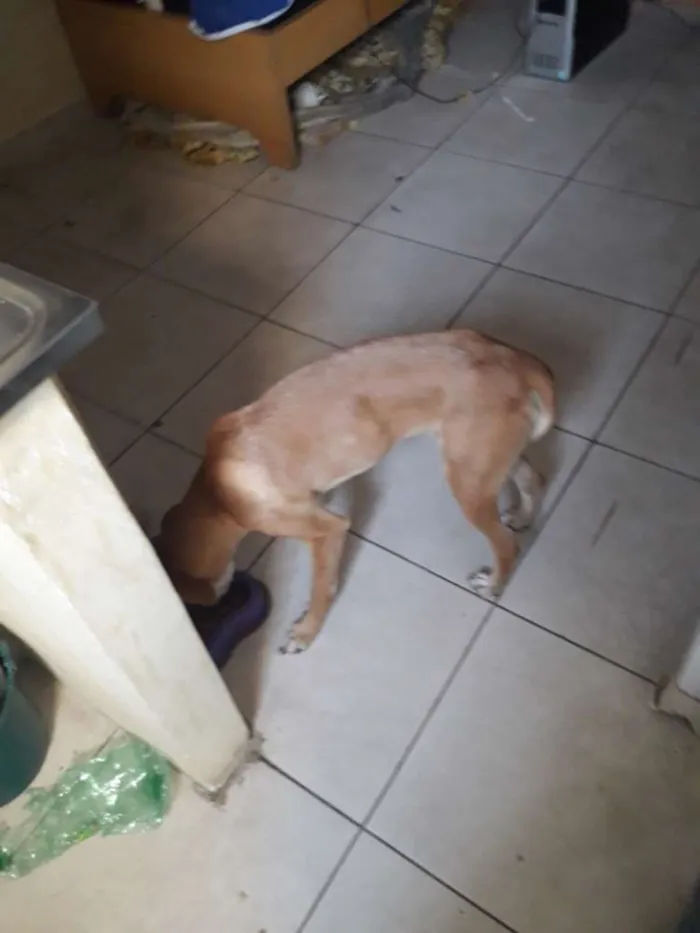 Cachorro ra a SRD idade 7 a 11 meses nome Paçoca 