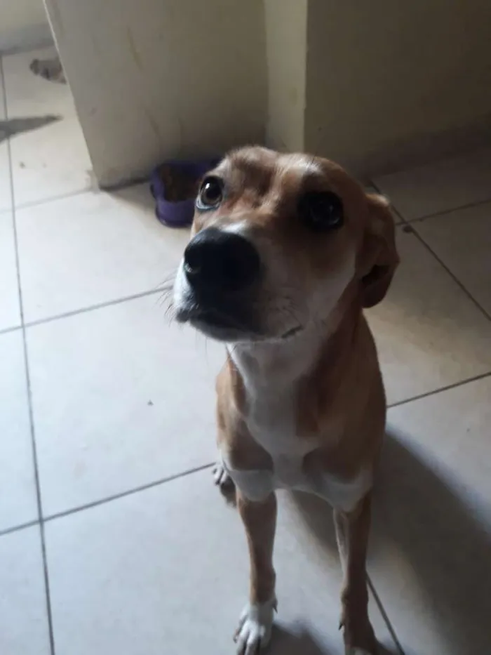 Cachorro ra a SRD idade 7 a 11 meses nome Paçoca 