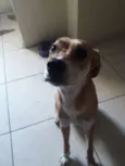 Paçoca