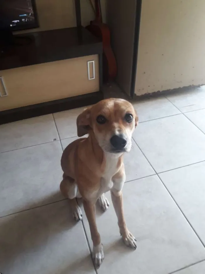 Cachorro ra a SRD idade 7 a 11 meses nome Paçoca 