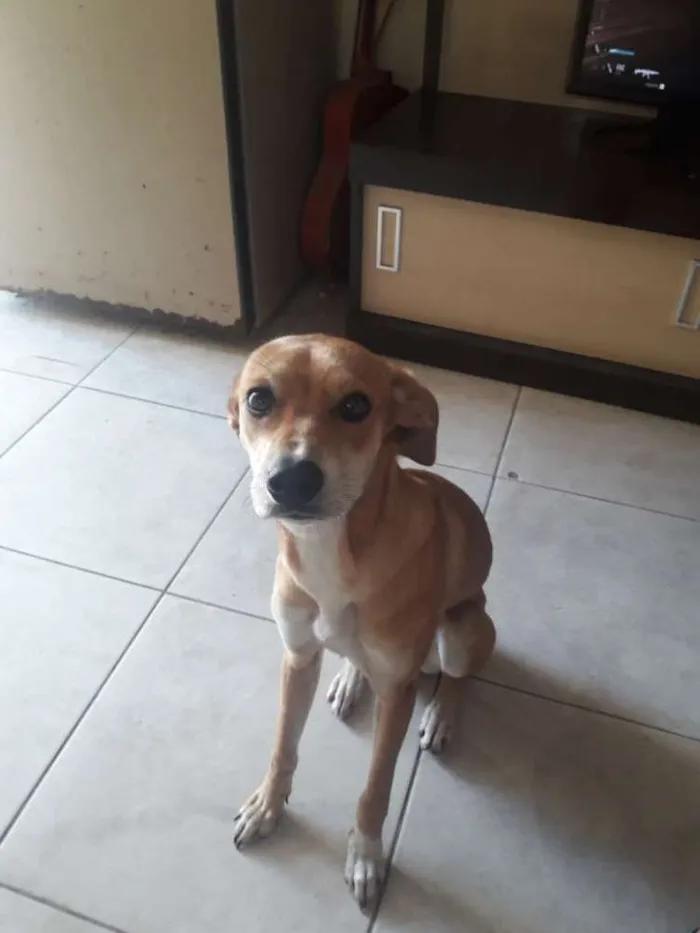 Cachorro ra a SRD idade 7 a 11 meses nome Paçoca 