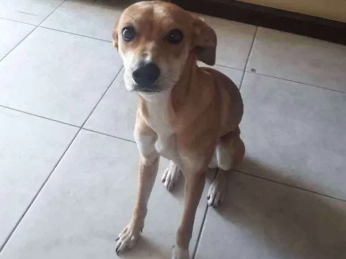 Cachorro ra a SRD idade 7 a 11 meses nome Paçoca 