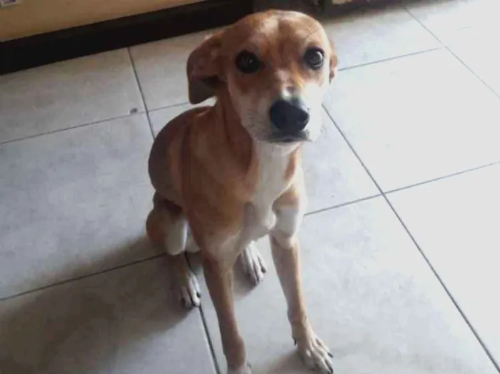 Cachorro ra a SRD idade 7 a 11 meses nome Paçoca 