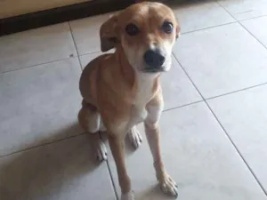 Cachorro raça SRD idade 7 a 11 meses nome Paçoca 