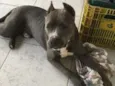 Brutus
