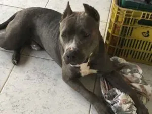 Cachorro raça American Staffordshire Terrier idade 7 a 11 meses nome Brutus