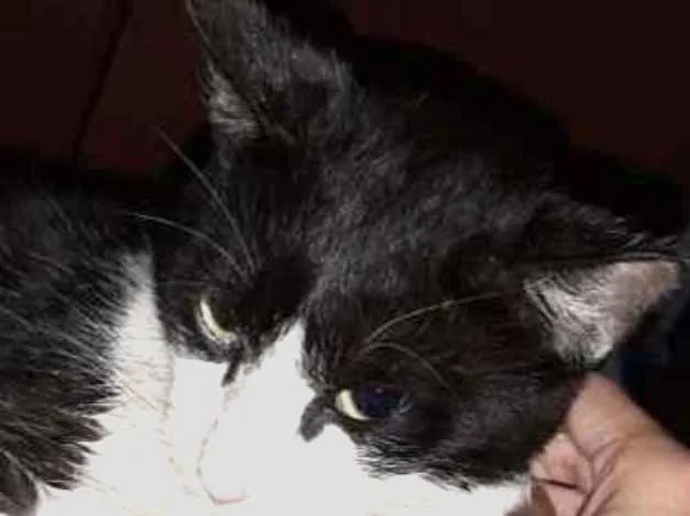 Gato ra a  idade  nome Branquinho 