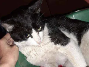 Gato raça  idade  nome Branquinho 