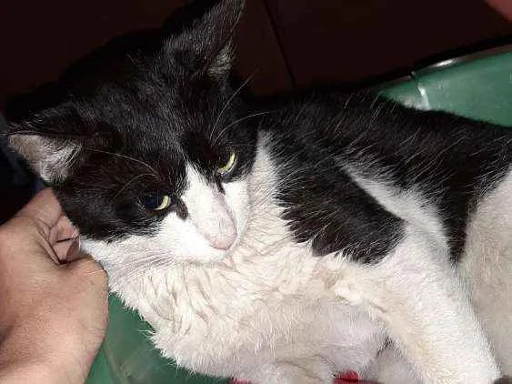 Gato ra a  idade  nome Branquinho 