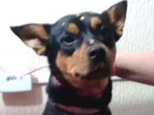 Cachorro raça Sem raça definida idade 2 anos nome Meg