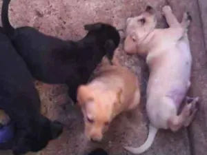 Cachorro raça Pinscher idade 2 a 6 meses nome Filhotes