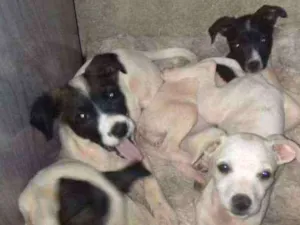 Gato raça Viralata idade 2 a 6 meses nome Galega-princesa-este