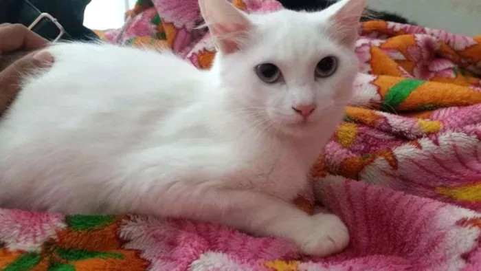 Gato ra a RND idade 2 a 6 meses nome Milk