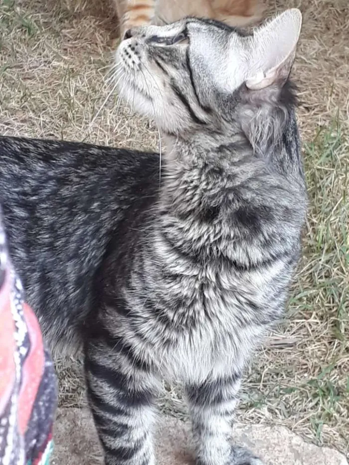 Gato raça SEM RAÇA DEFINIDA  idade 7 a 11 meses nome Théo 