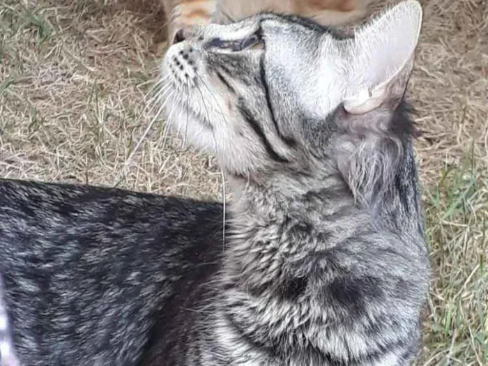 Gato raça SEM RAÇA DEFINIDA  idade 7 a 11 meses nome Théo 