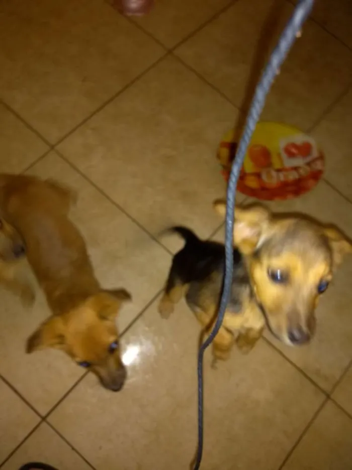 Cachorro ra a Vira latas com bassê , acho idade 2 a 6 meses nome Ainda não tem nome 