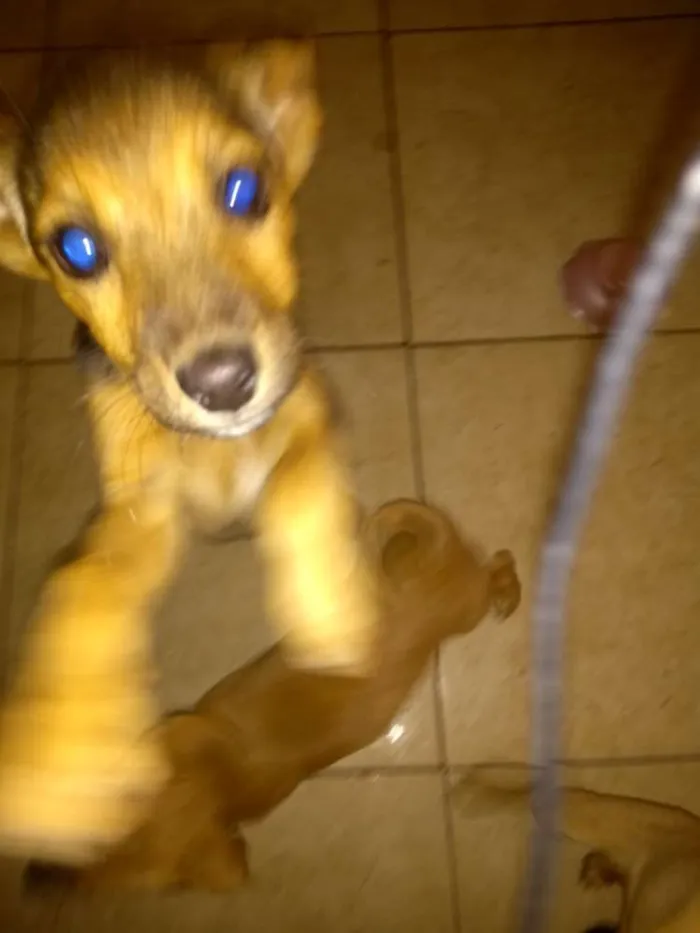 Cachorro ra a Vira latas com bassê , acho idade 2 a 6 meses nome Ainda não tem nome 