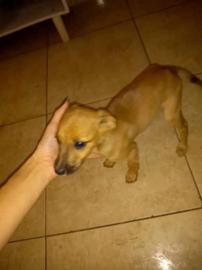 Cachorro ra a Vira latas com bassê , acho idade 2 a 6 meses nome Ainda não tem nome 