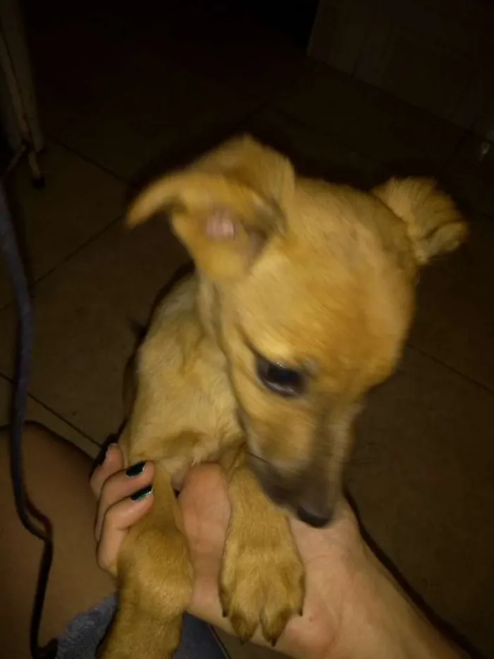 Cachorro ra a Vira latas com bassê , acho idade 2 a 6 meses nome Ainda não tem nome 