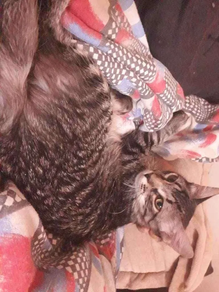 Gato raça SEM RAÇA DEFINIDA  idade 7 a 11 meses nome Théo 