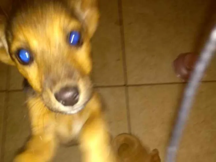 Cachorro ra a Vira latas com bassê , acho idade 2 a 6 meses nome Ainda não tem nome 