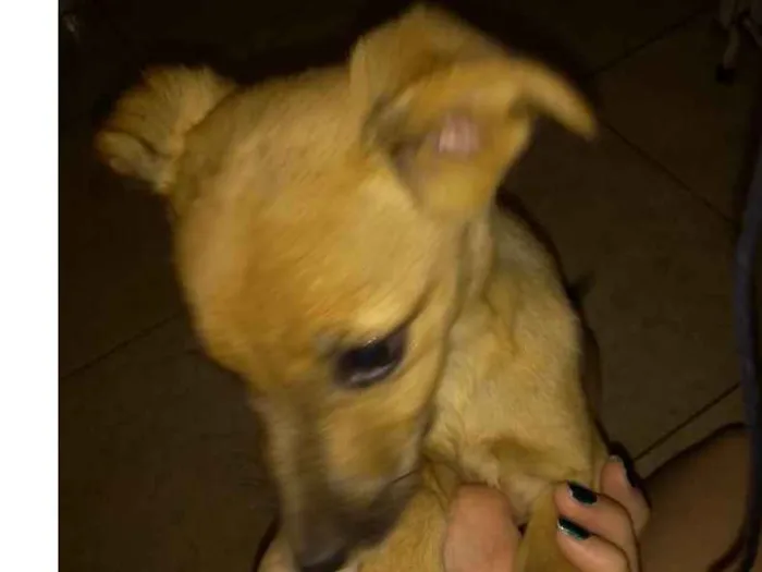 Cachorro ra a Vira latas com bassê , acho idade 2 a 6 meses nome Ainda não tem nome 
