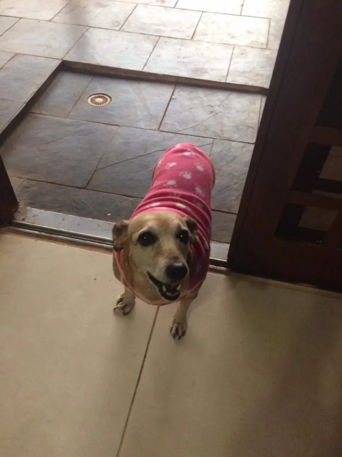 Cachorro ra a Sem idade 6 ou mais anos nome Giuly