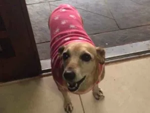 Cachorro raça Sem idade 6 ou mais anos nome Giuly