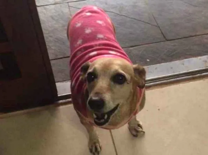 Cachorro ra a Sem idade 6 ou mais anos nome Giuly