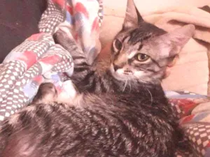 Gato raça SEM RAÇA DEFINIDA  idade 7 a 11 meses nome Théo 
