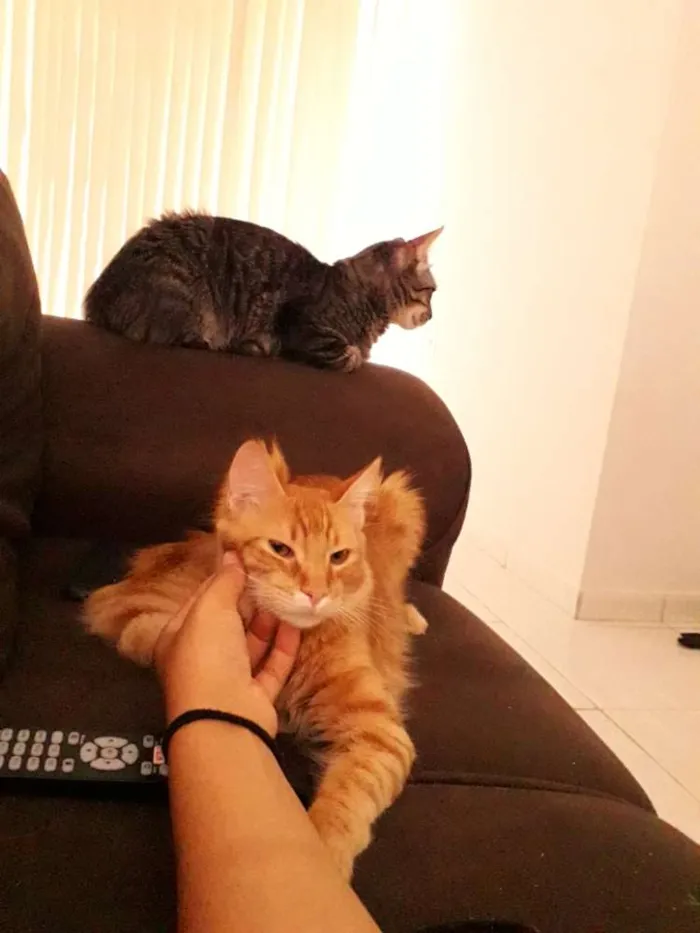 Gato raça SEM RAÇA DEFINIDA  idade 7 a 11 meses nome Max