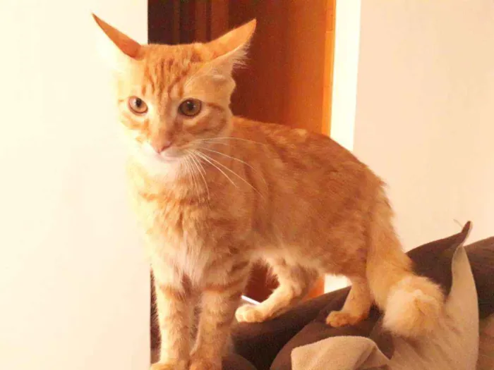 Gato raça SEM RAÇA DEFINIDA  idade 7 a 11 meses nome Max