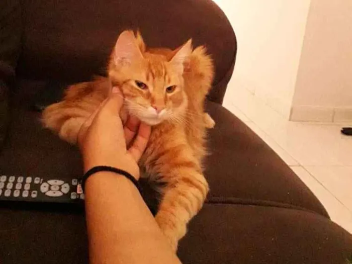 Gato raça SEM RAÇA DEFINIDA  idade 7 a 11 meses nome Max