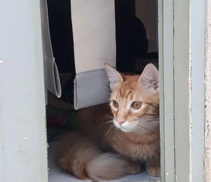 Gato raça SEM RAÇA DEFINIDA  idade 7 a 11 meses nome Max