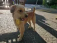 Bolt