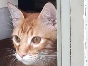 Gato raça SEM RAÇA DEFINIDA  idade 7 a 11 meses nome Max