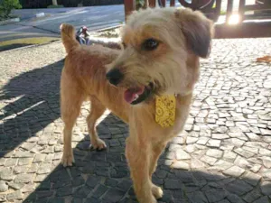 Gato raça SRD idade 1 ano nome Bolt