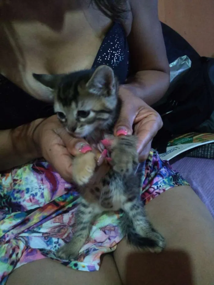 Gato ra a Indefinida idade 2 a 6 meses nome Scooter,cinzinha,Bob