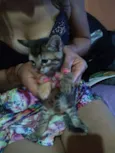 Scooter,cinzinha,Bob
