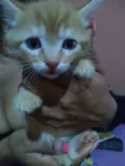 Scooter,cinzinha,Bob