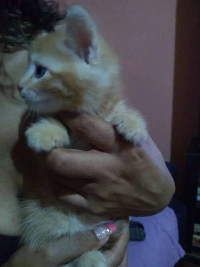 Gato ra a Indefinida idade 2 a 6 meses nome Scooter,cinzinha,Bob