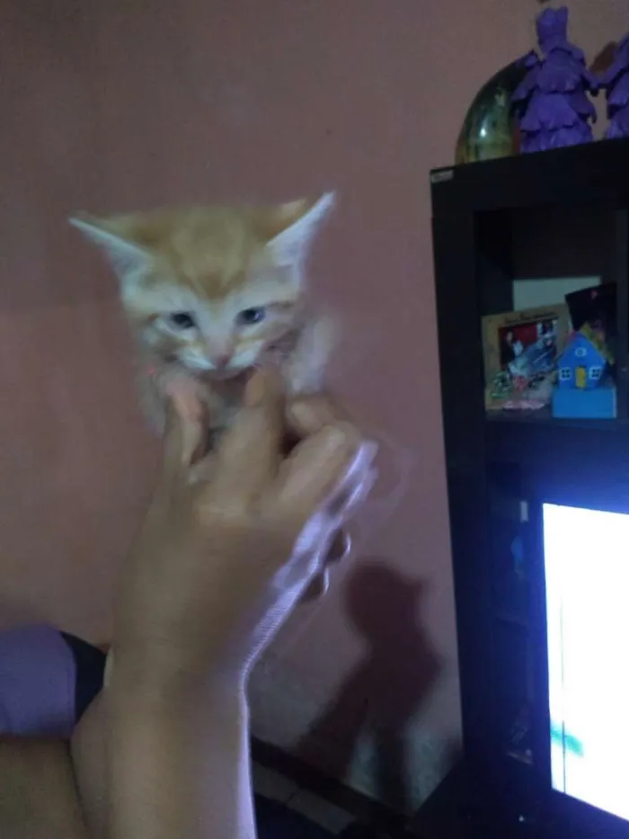 Gato ra a Indefinida idade 2 a 6 meses nome Scooter,cinzinha,Bob