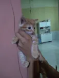 Scooter,cinzinha,Bob