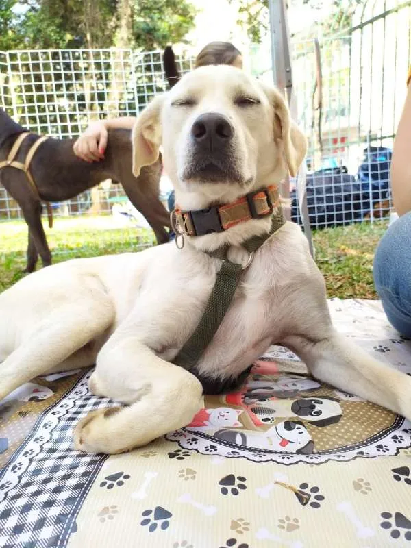 Cachorro ra a SRD idade 2 anos nome Snow