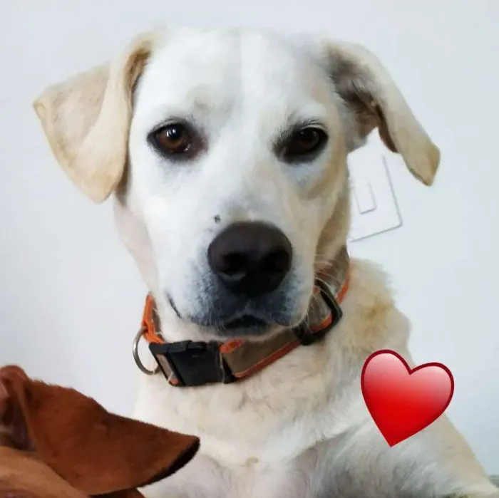 Cachorro ra a SRD idade 2 anos nome Snow