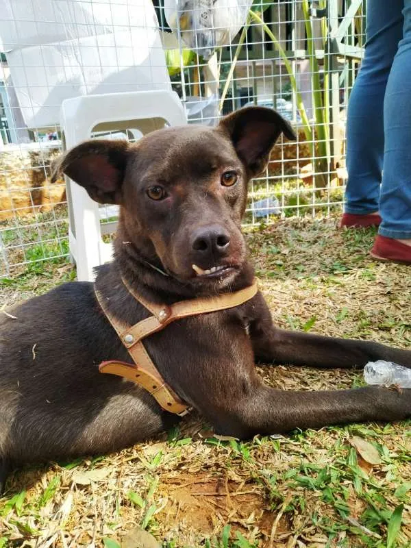Cachorro ra a SRD idade 1 ano nome Ruan