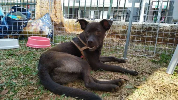 Cachorro ra a SRD idade 1 ano nome Ruan
