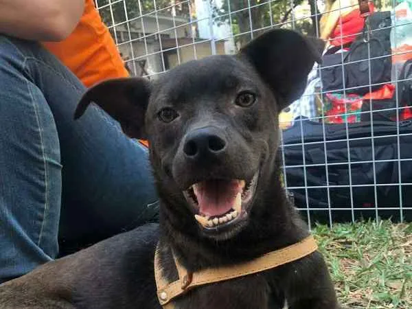 Cachorro ra a SRD idade 1 ano nome Ruan