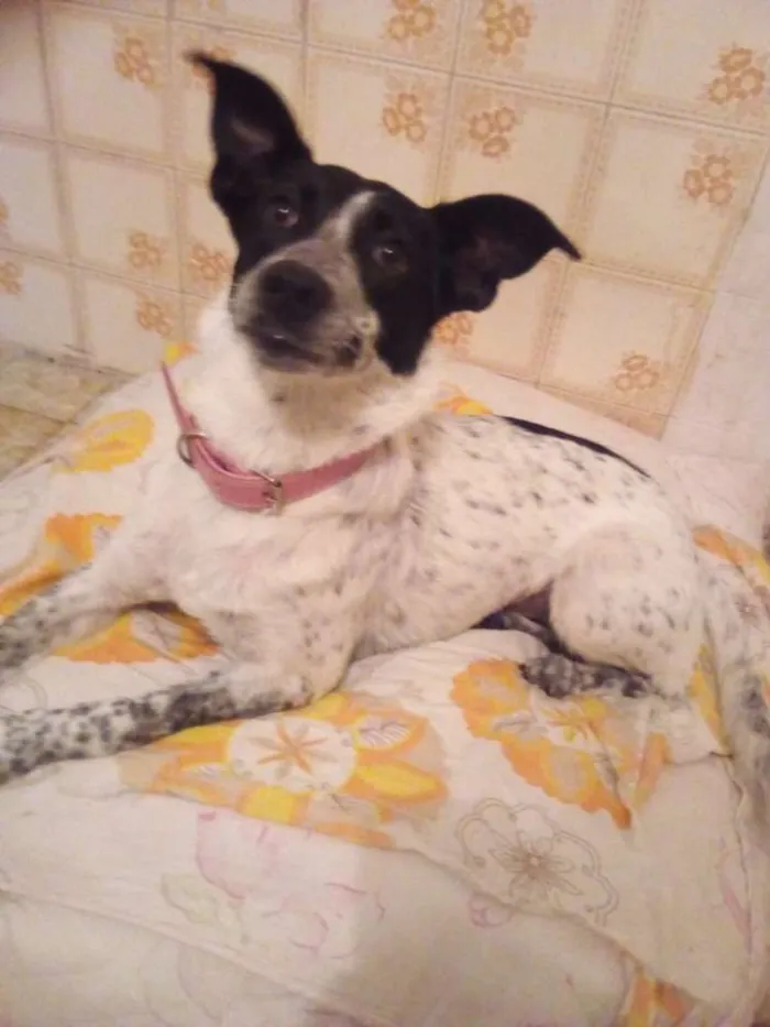 Cachorro ra a Sem raça definida idade 7 a 11 meses nome Nina